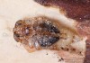 tesařík (Brouci), Pogonocherus fasciculatus fasciculatus, Cerambycidae, Pogonocherini (Coleoptera)